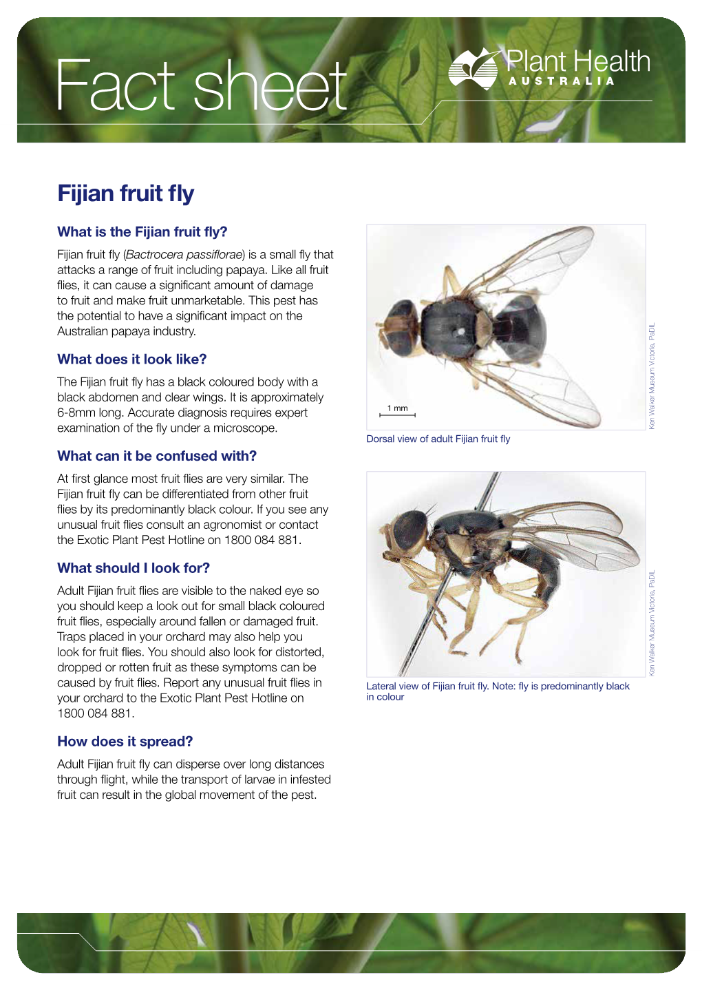 Fijian Fruit Fly