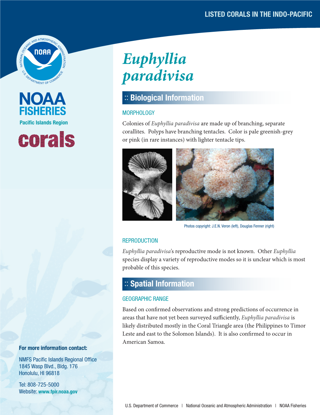 Euphyllia Paradivisa :: Biological Information