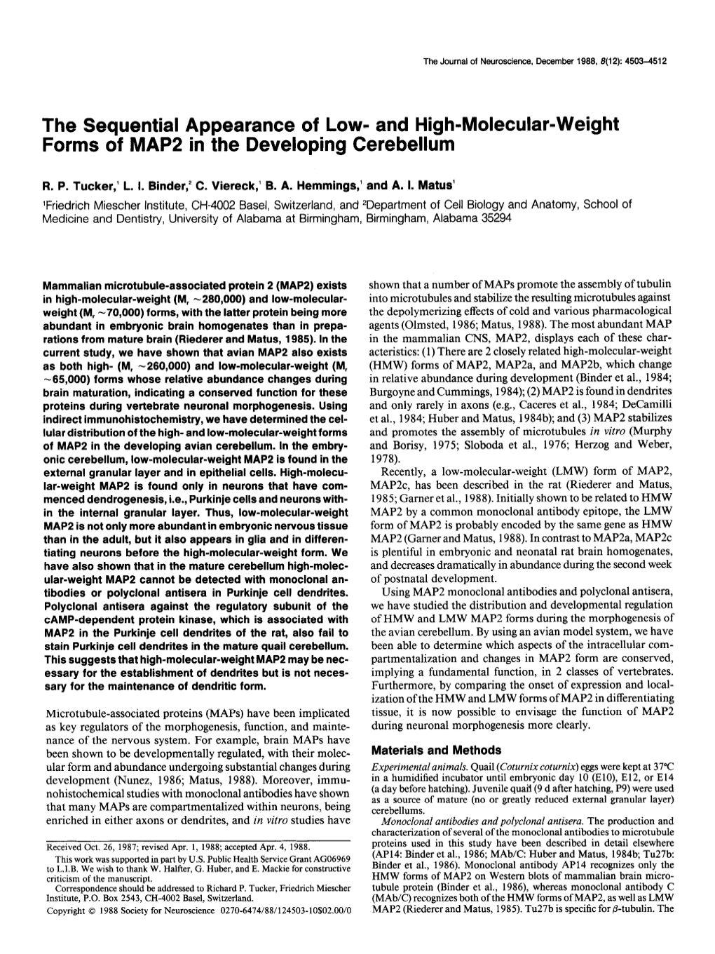 And High-Molecular-Weight Forms of MAP2 in the Developing Cerebellum