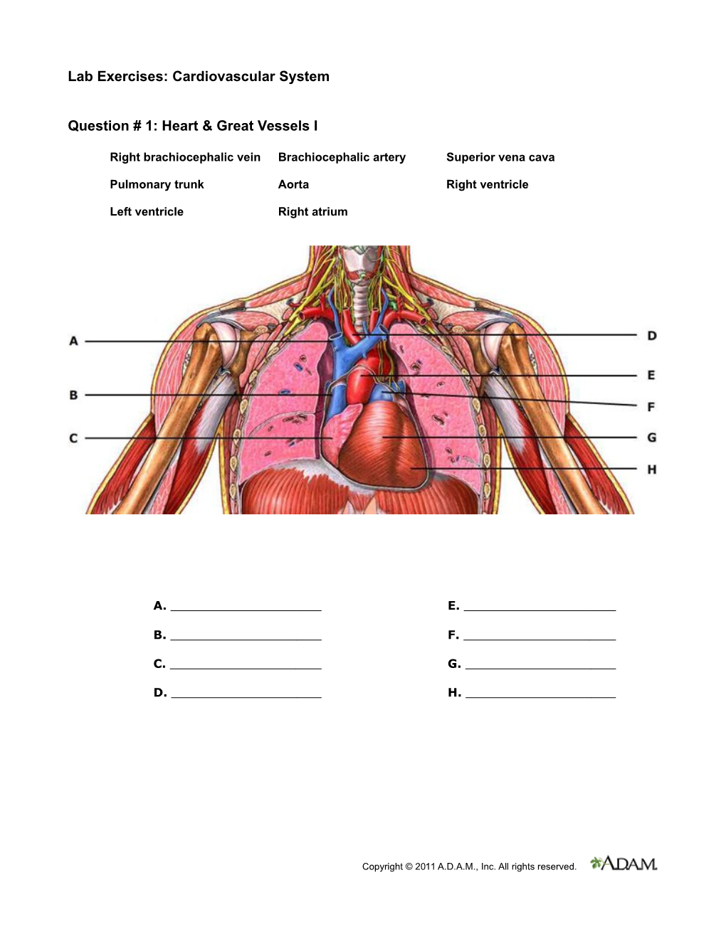 Lab Exercises: Cardiovascular System Question # 1: Heart & Great Vessels I