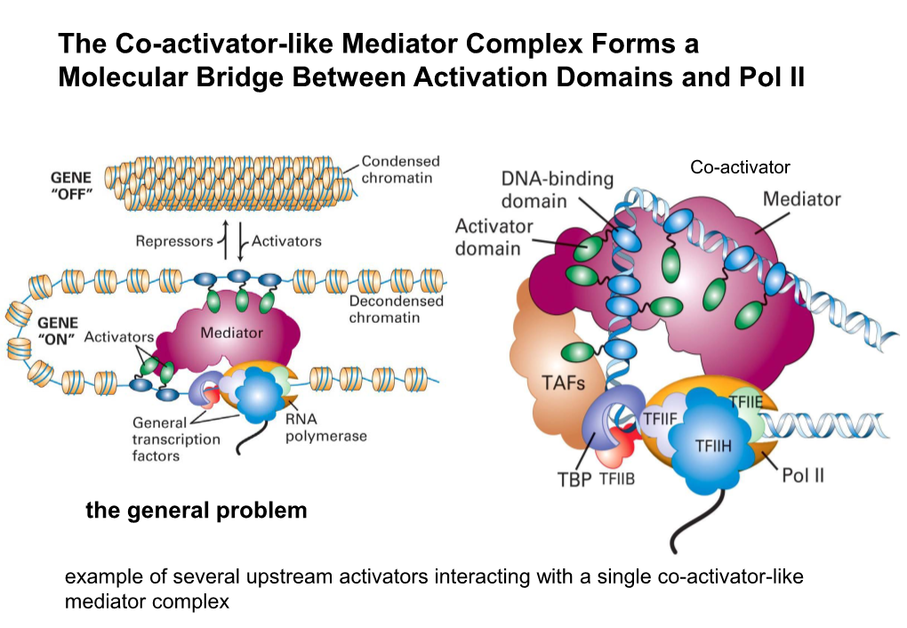 The Co-Activator-Like Mediator Complex Forms a Molecular Bridge Between Activation Domains and Pol II