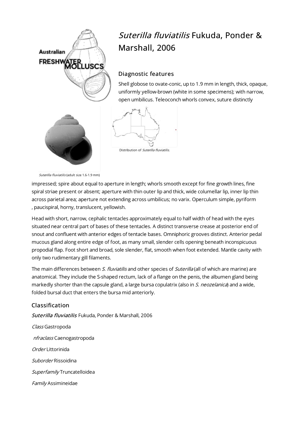 Suterilla Fluviatilis Fukuda, Ponder & Marshall, 2006