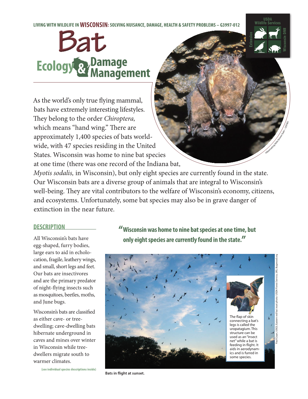 Bat Damage Ecology & Management