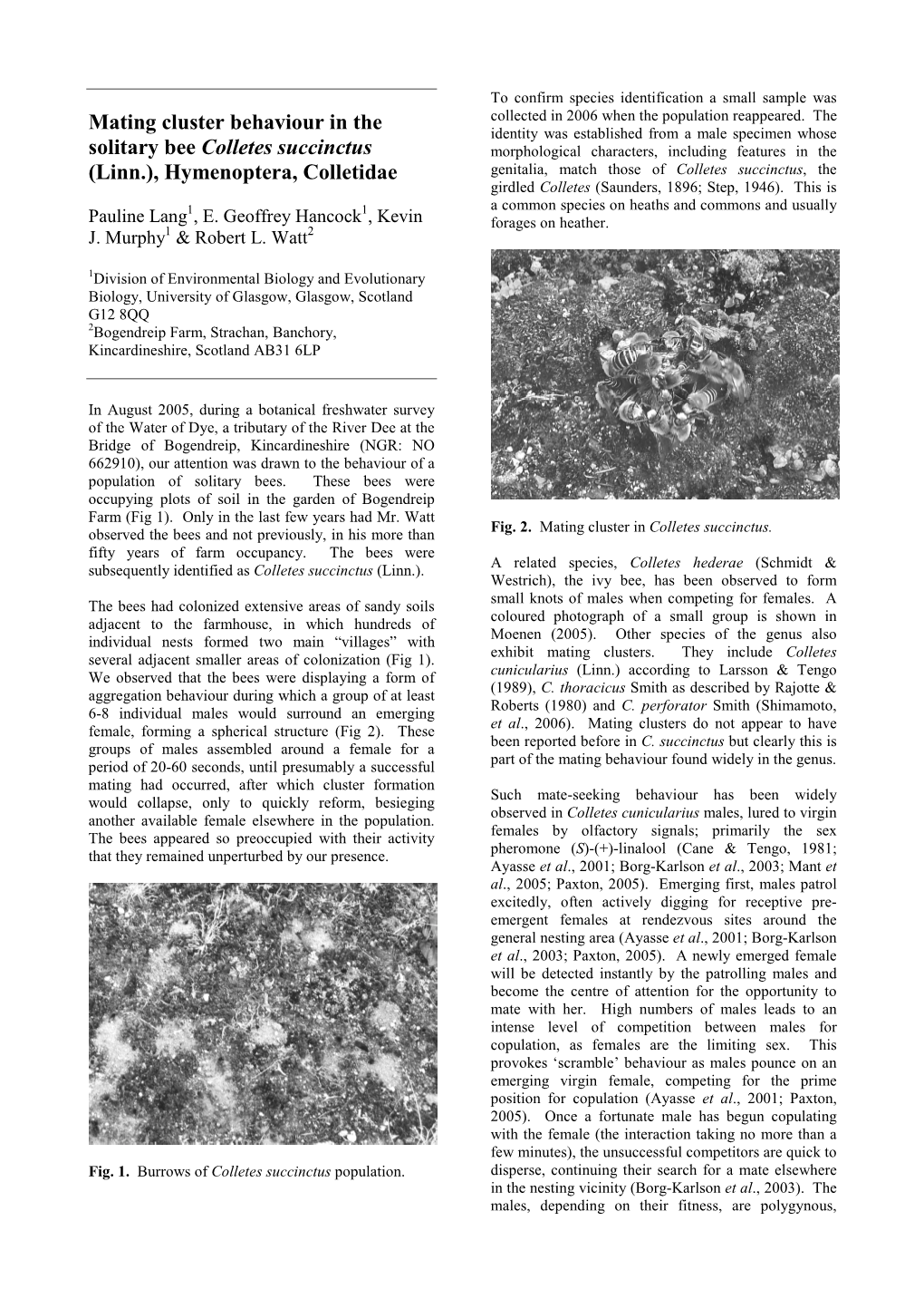 Mating Cluster Behaviour in the Solitary Bee Colletes Succinctus