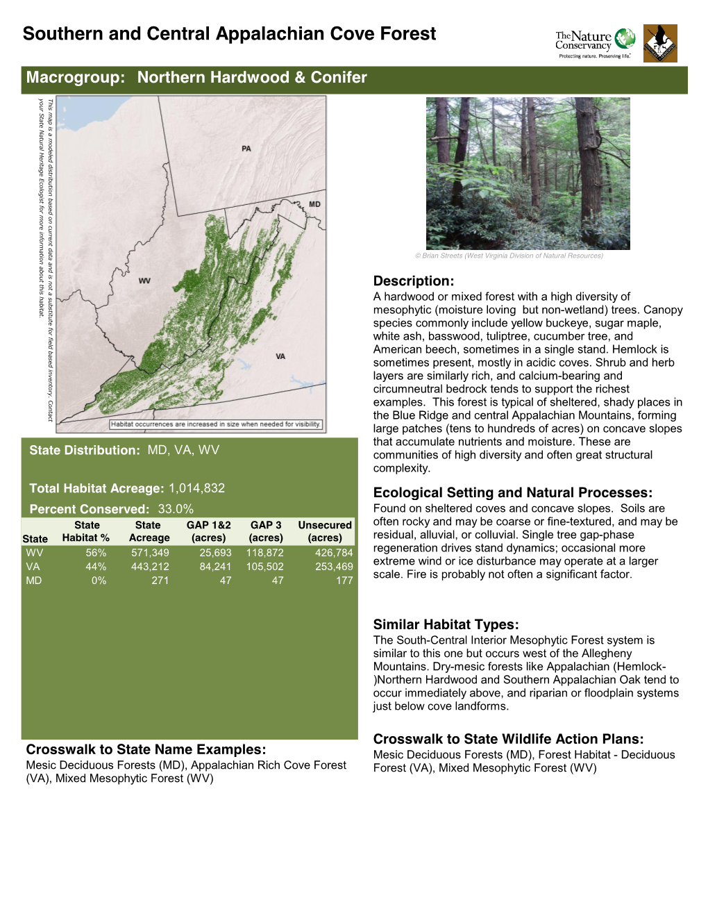 Southern and Central Appalachian Cove Forest