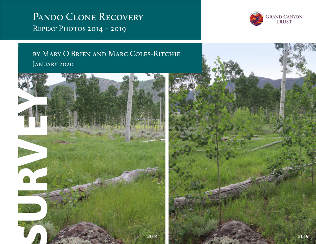 Pando Clone Recovery Repeat Photos 2014 – 2019 by Mary O'brien and Marc Coles-Ritchie January 2020