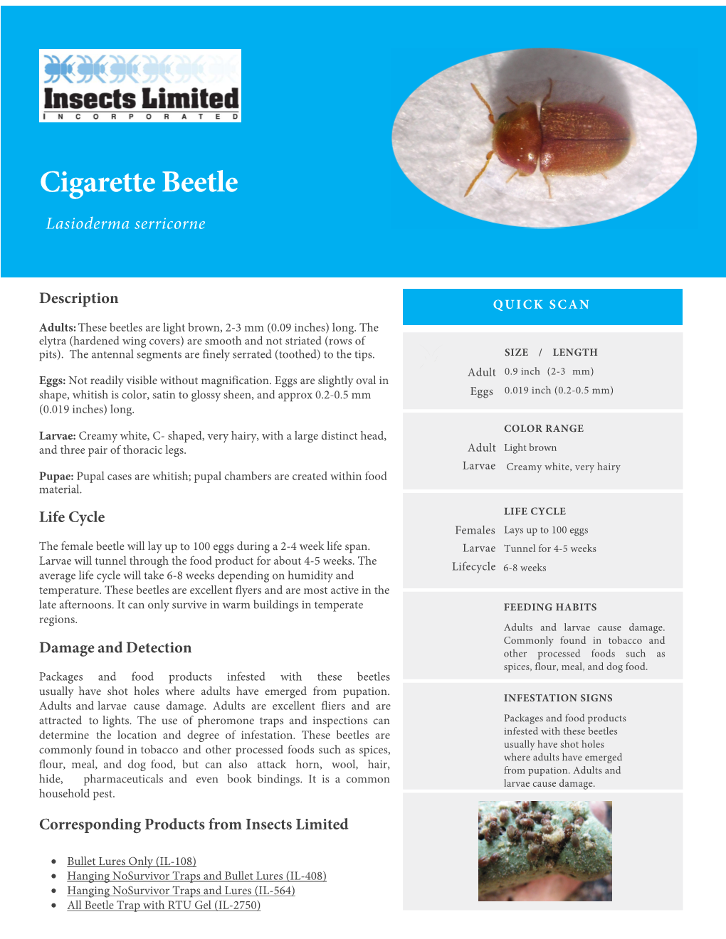 Cigarette Beetle Lasioderma Serricorne