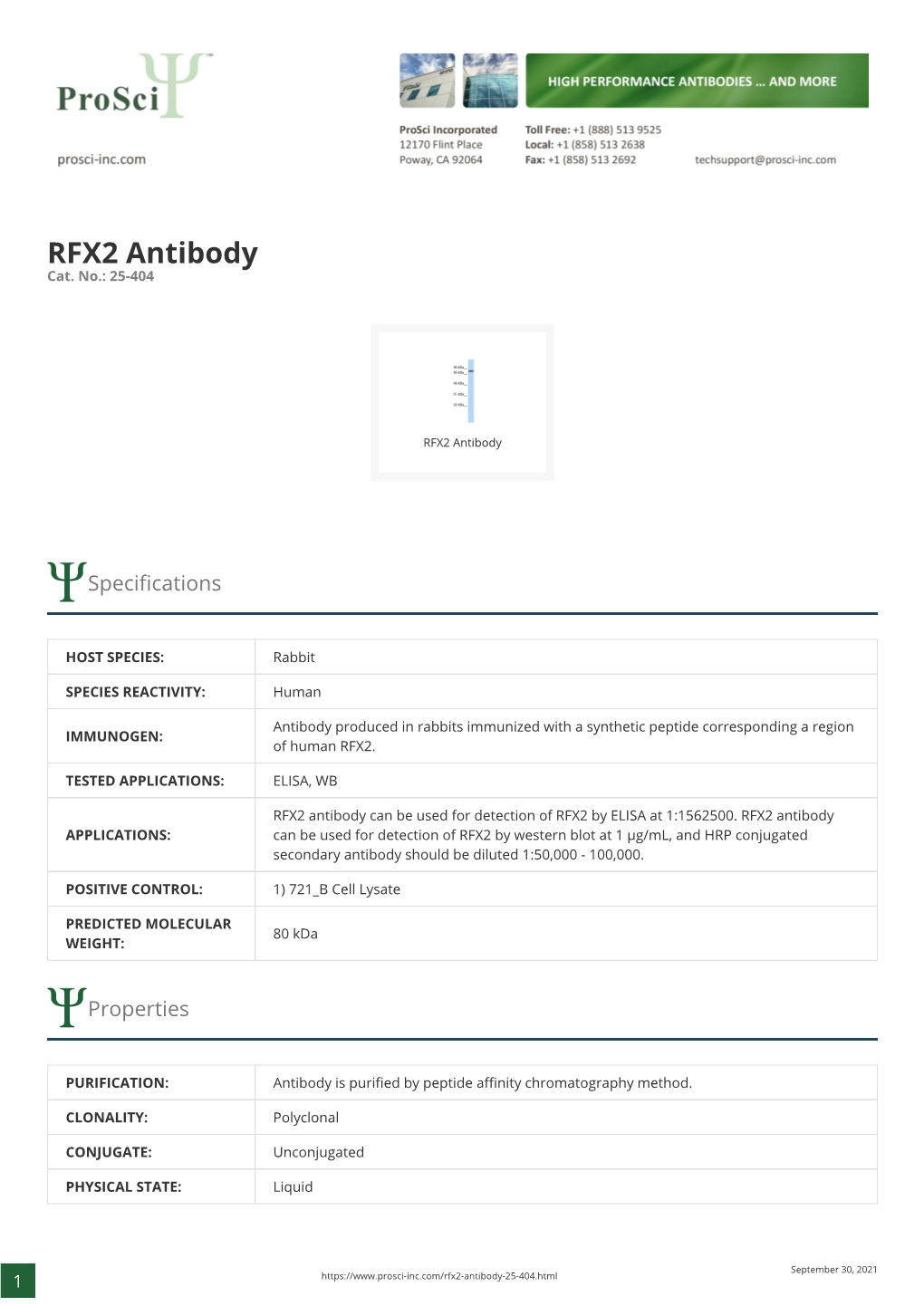RFX2 Antibody Cat