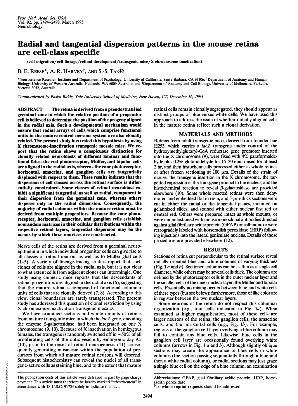 Radial and Tangential Dispersion Patterns in the Mouse Retina Are Cell