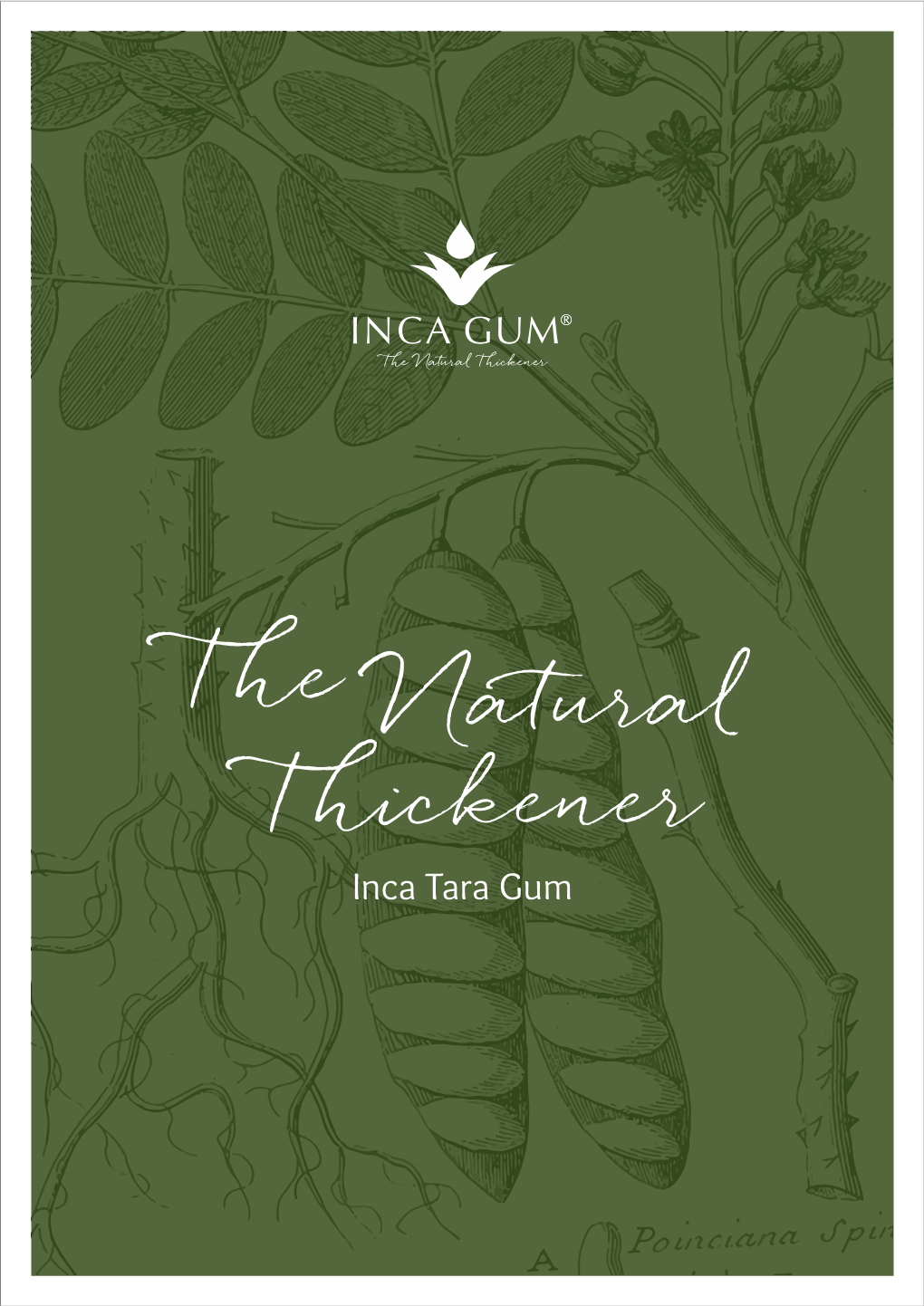 The Natural Thickener Inca Tara Gum About Inca Tara Gum