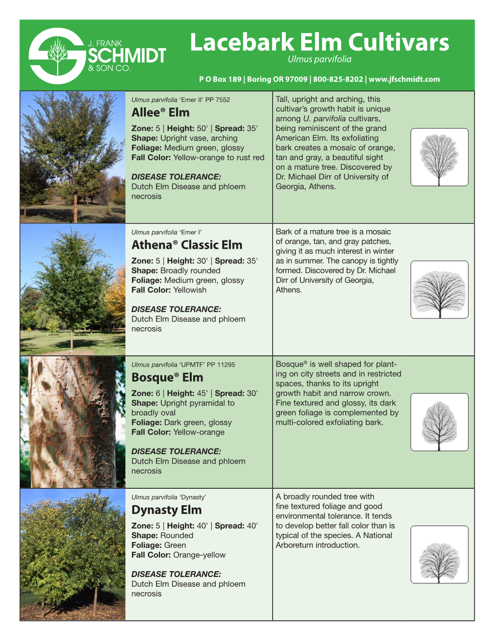 Lacebark Elm Cultivars Ulmus Parvifolia