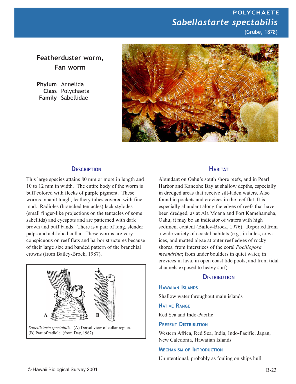 Alien Marine Invertebrates of Hawaii