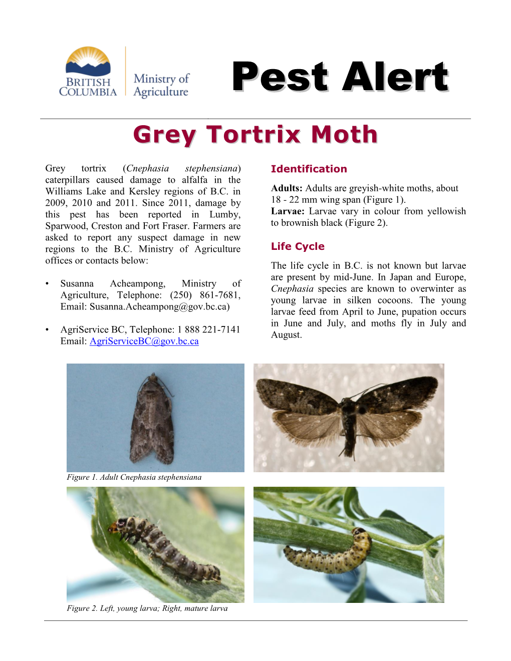 Grey Tortrix Moth