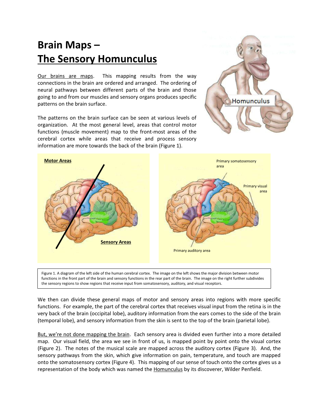 Brain Maps – the Sensory Homunculus