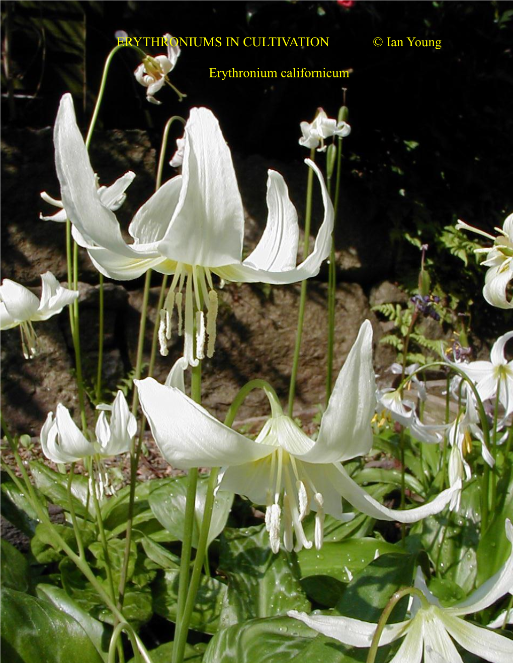 ERYTHRONIUMS in CULTIVATION © Ian Young Erythronium Californicum