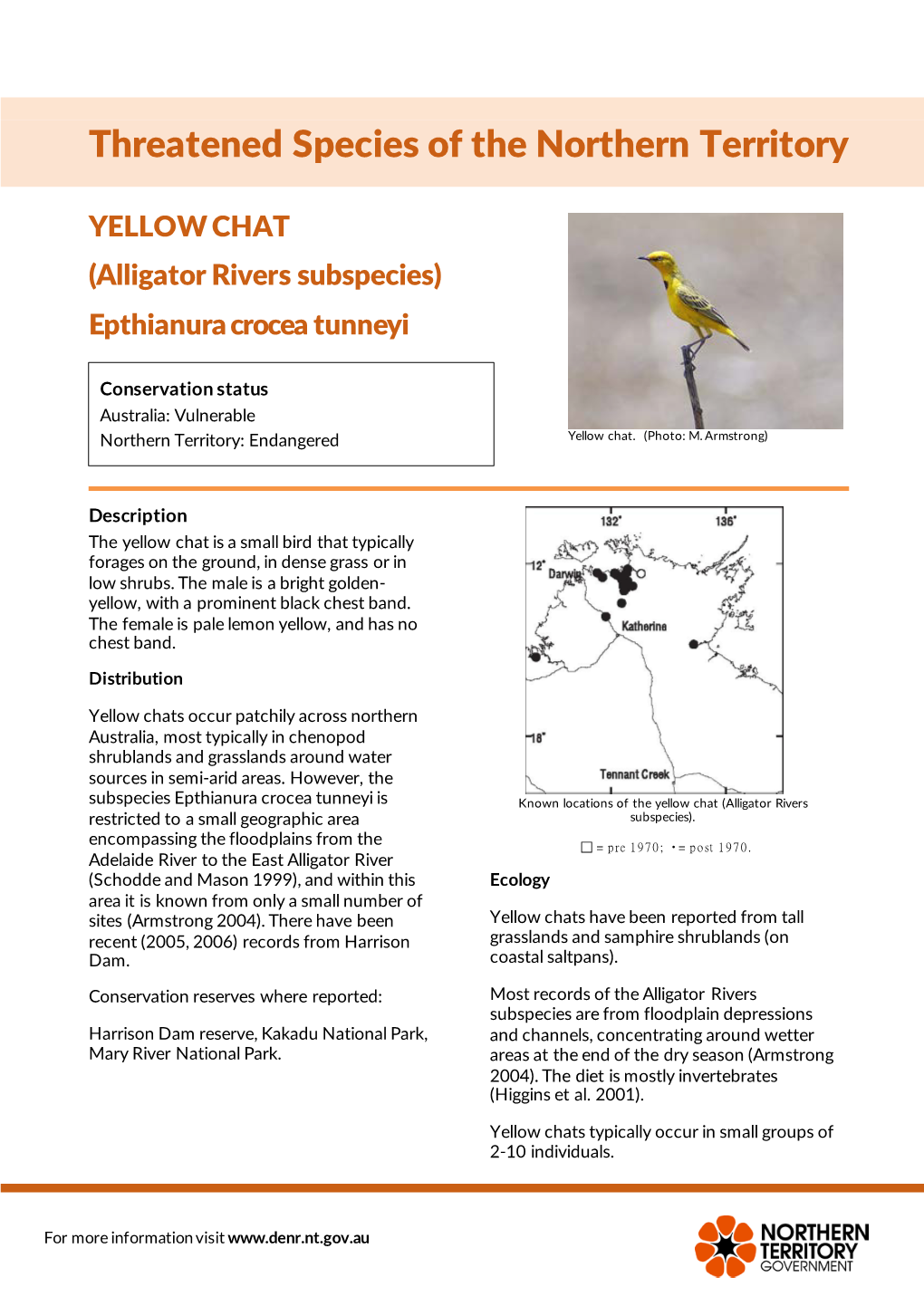 YELLOW CHAT (Alligator Rivers Subspecies) Epthianura Crocea Tunneyi