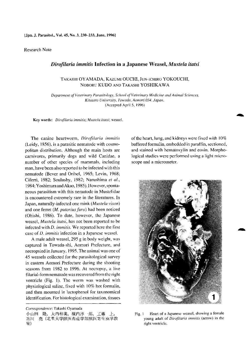 Dirofilaria Immitis Infection in a Japanese Weasel, Mustela Itatsi Pi