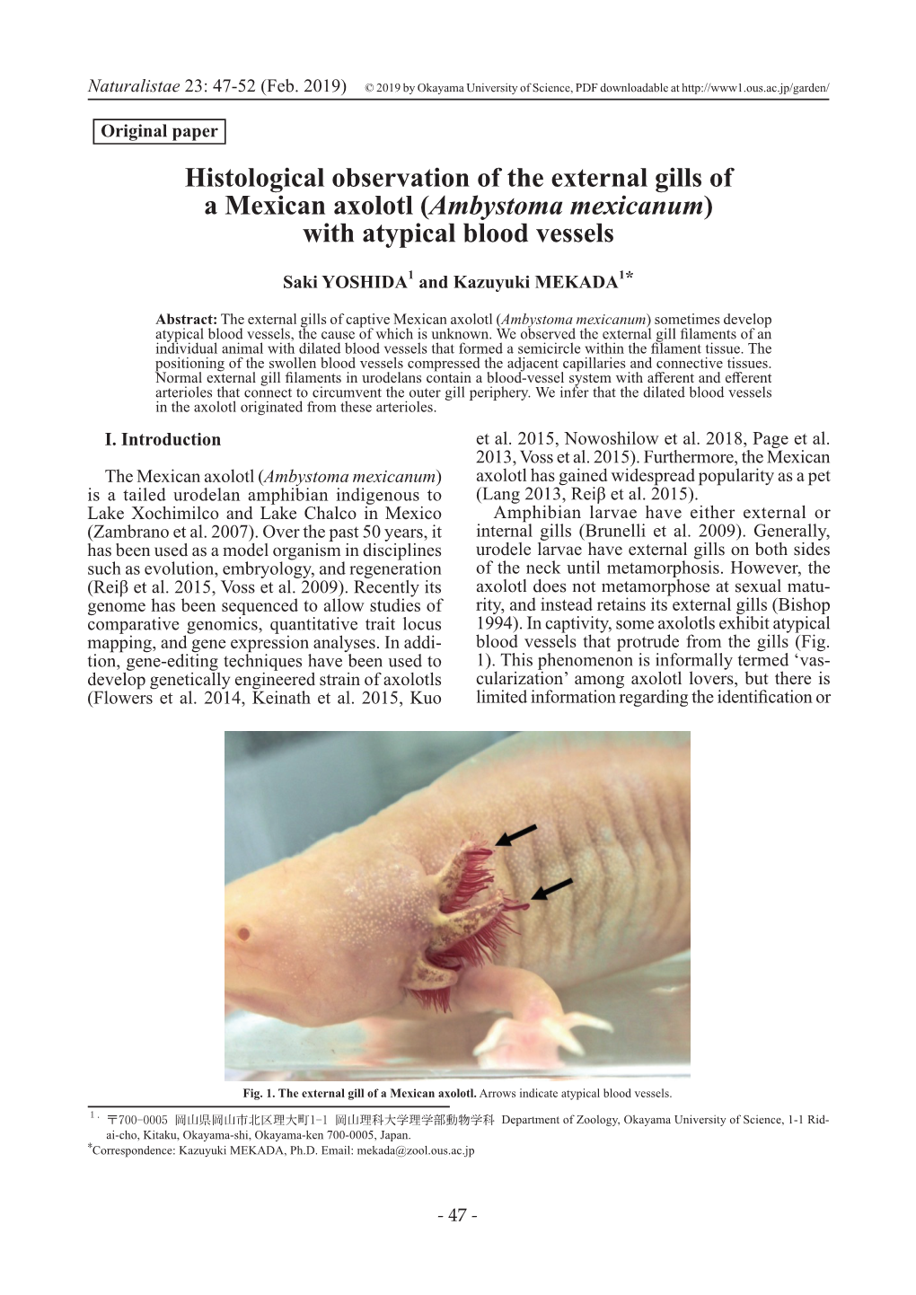 Histological Observation of the External Gills of a Mexican Axolotl (Ambystoma Mexicanum) with Atypical Blood Vessels