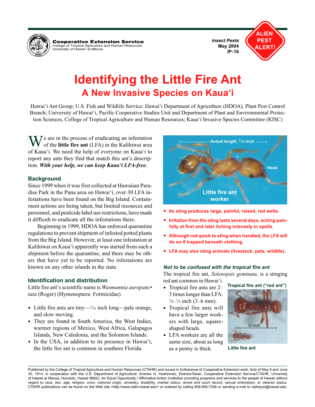 Identifying the Little Fire Ant a New Invasive Species on Kaua‘I