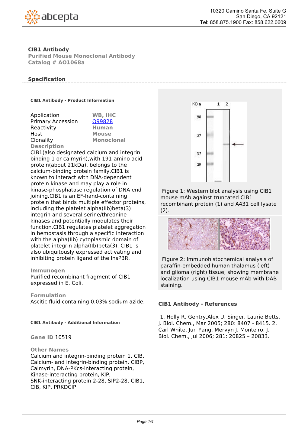 CIB1 Antibody Purified Mouse Monoclonal Antibody Catalog # Ao1068a