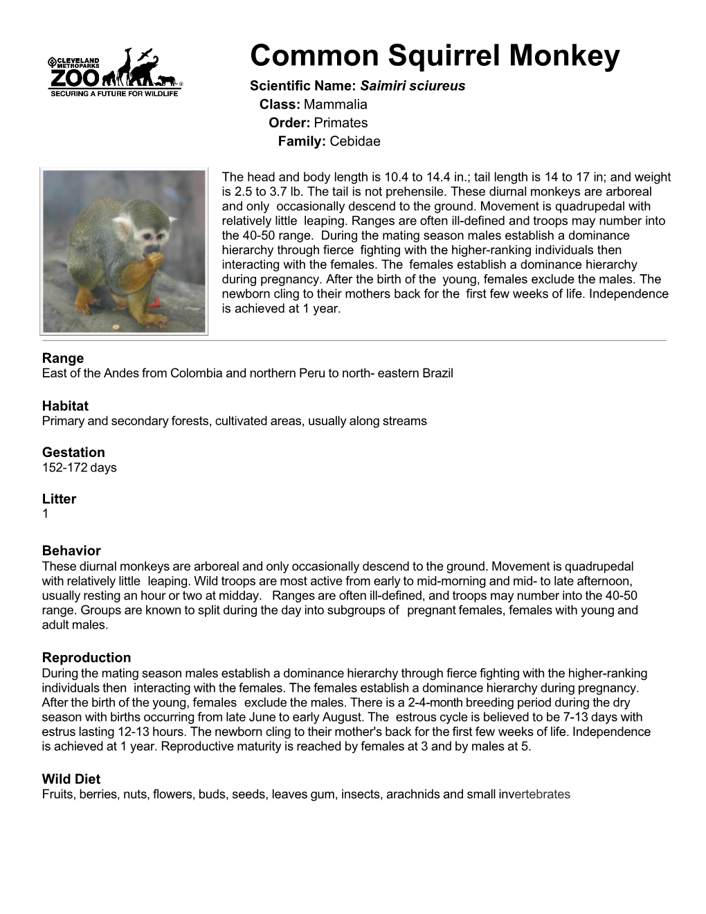 Common Squirrel Monkey Scientific Name: Saimiri Sciureus