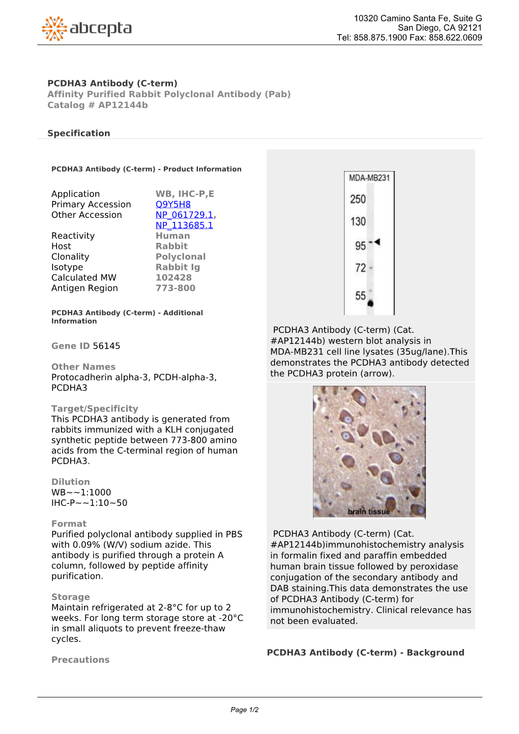 PCDHA3 Antibody (C-Term) Affinity Purified Rabbit Polyclonal Antibody (Pab) Catalog # Ap12144b