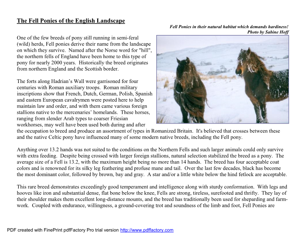 The Fell Ponies of the English Landscape