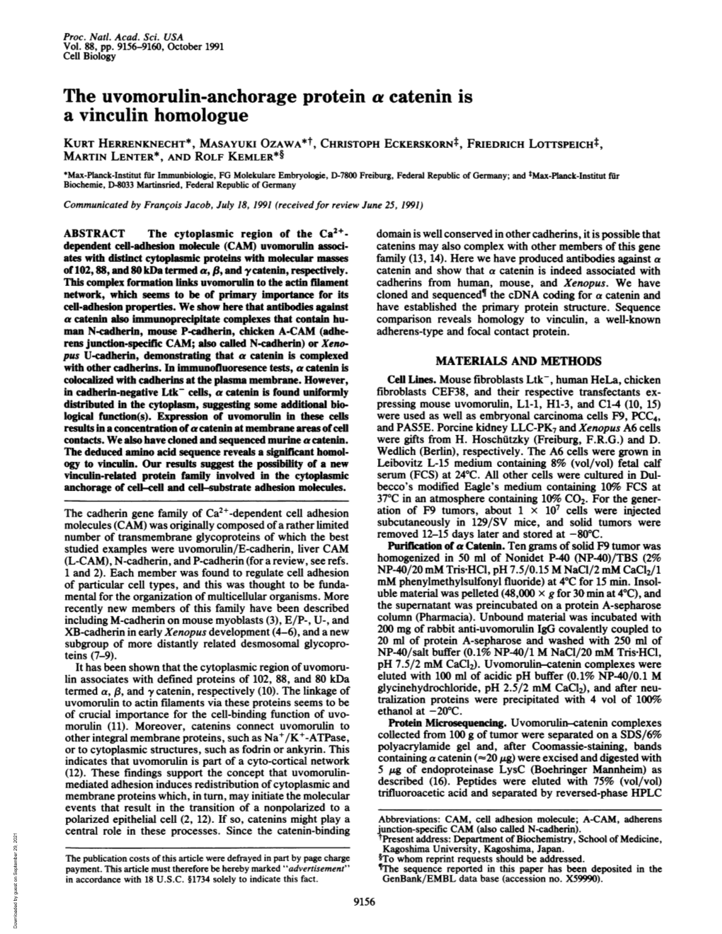 The Uvomorulin-Anchorage Protein a Catenin Is a Vinculin