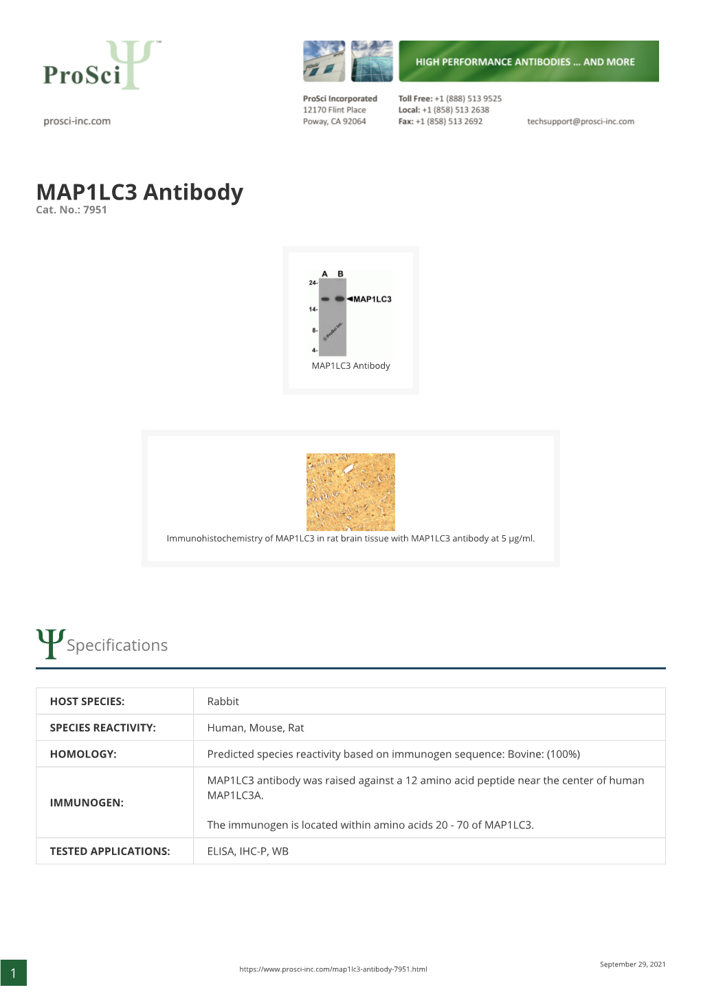 MAP1LC3 Antibody Cat