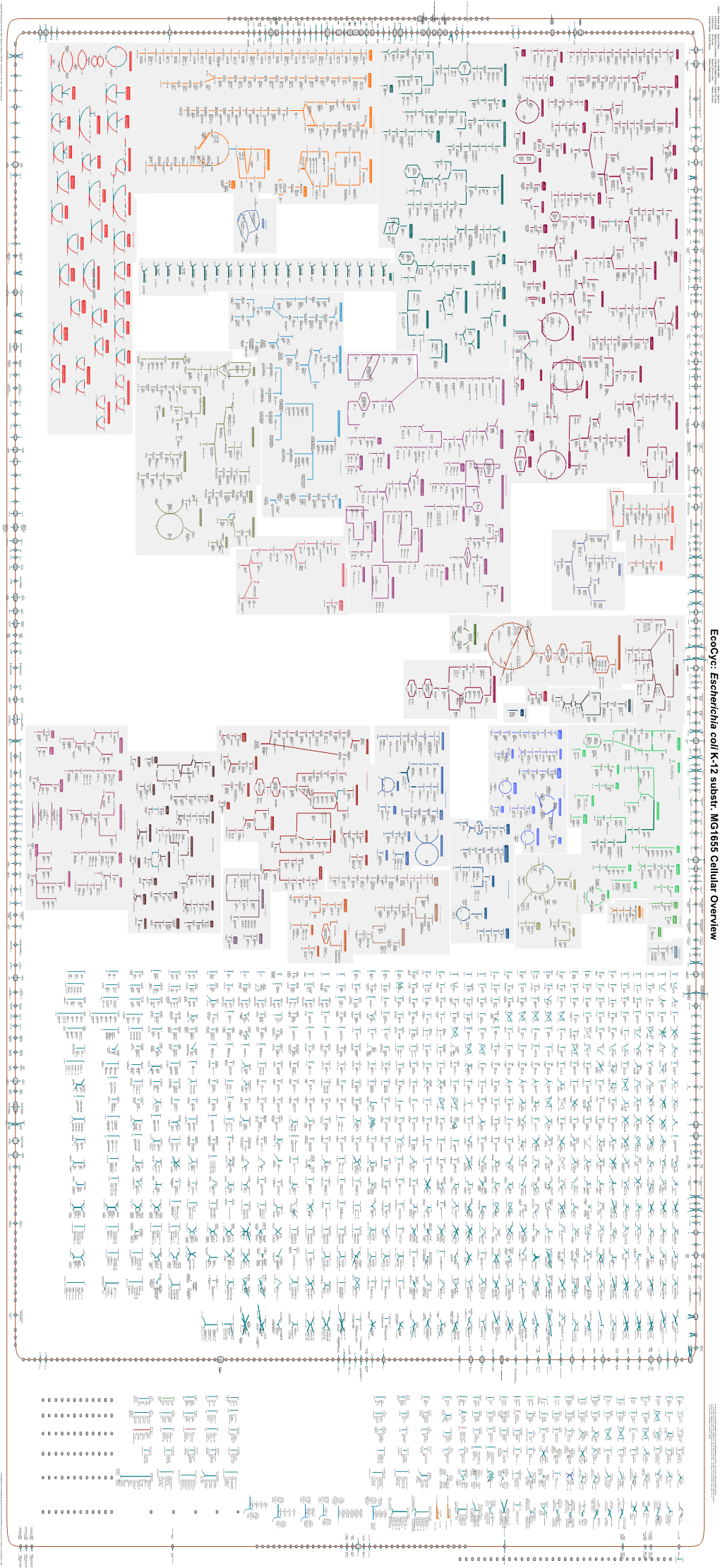 Generate Metabolic Map Poster