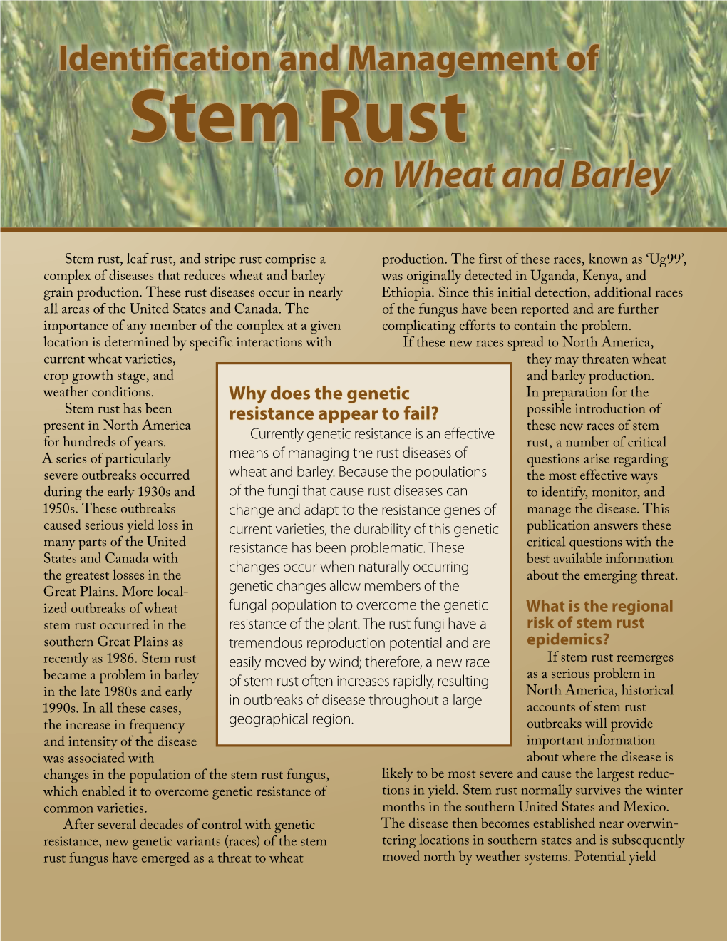 Stem Rust on Wheat and Barley