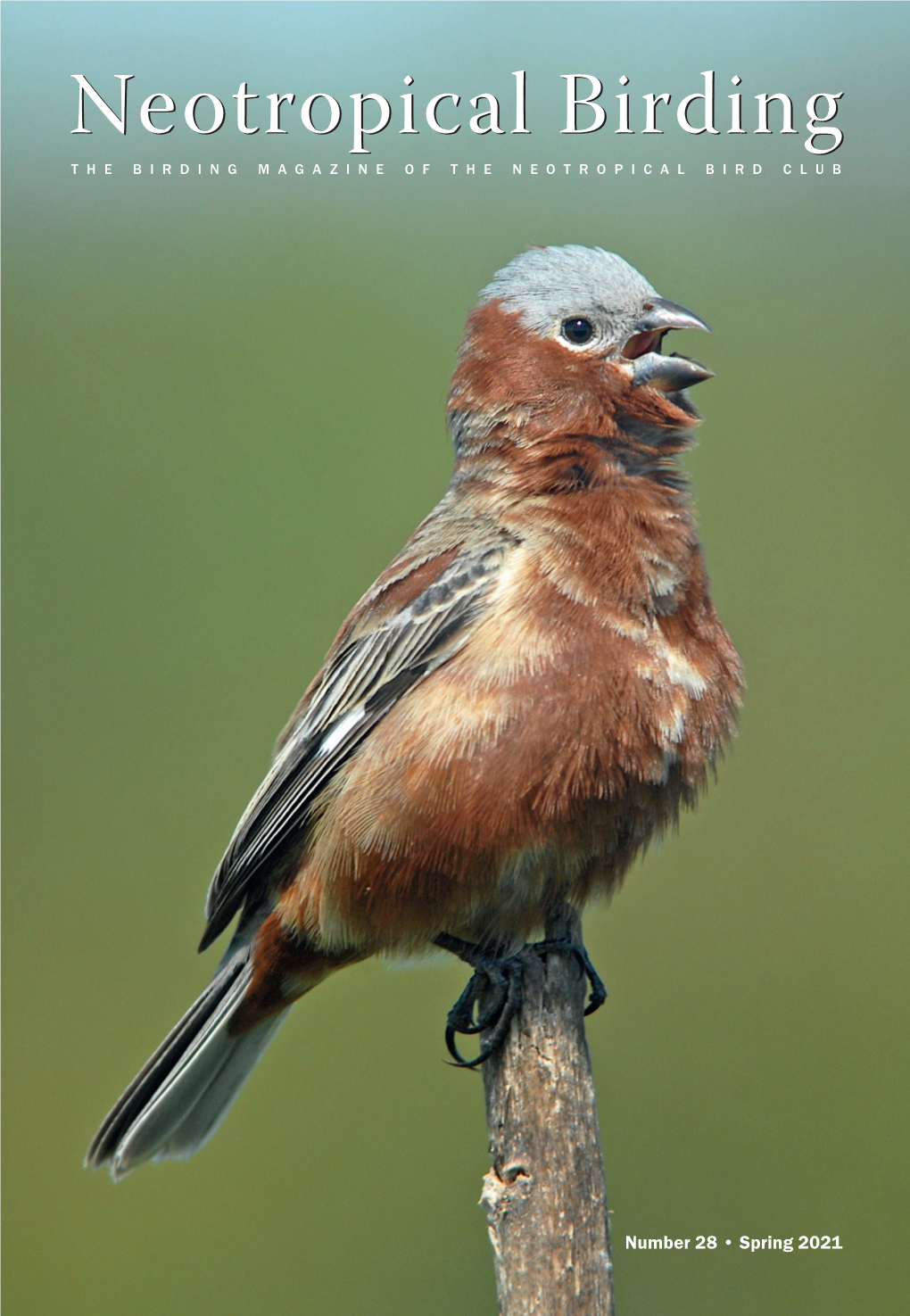 Neotropical Birdingbirding T H E B I R D I N G M a G a Z I N E O F T H E Neotropical B I R D C L U B