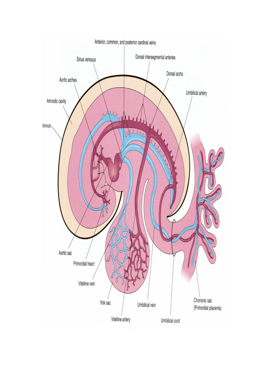 Development of HEART 4-VEINS