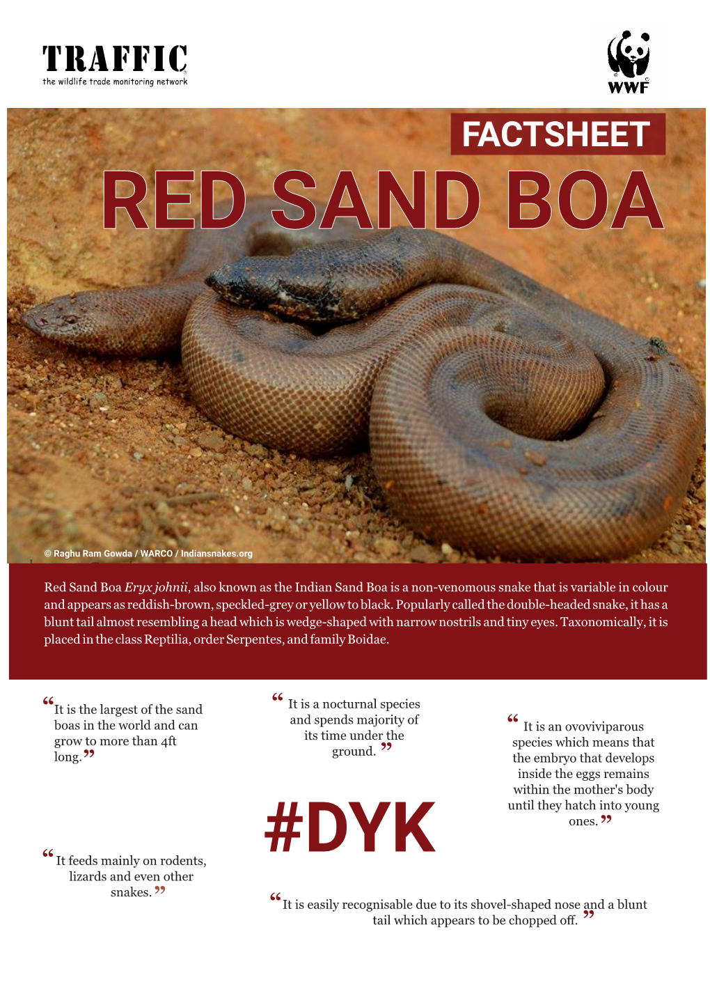 Red Sand Boa