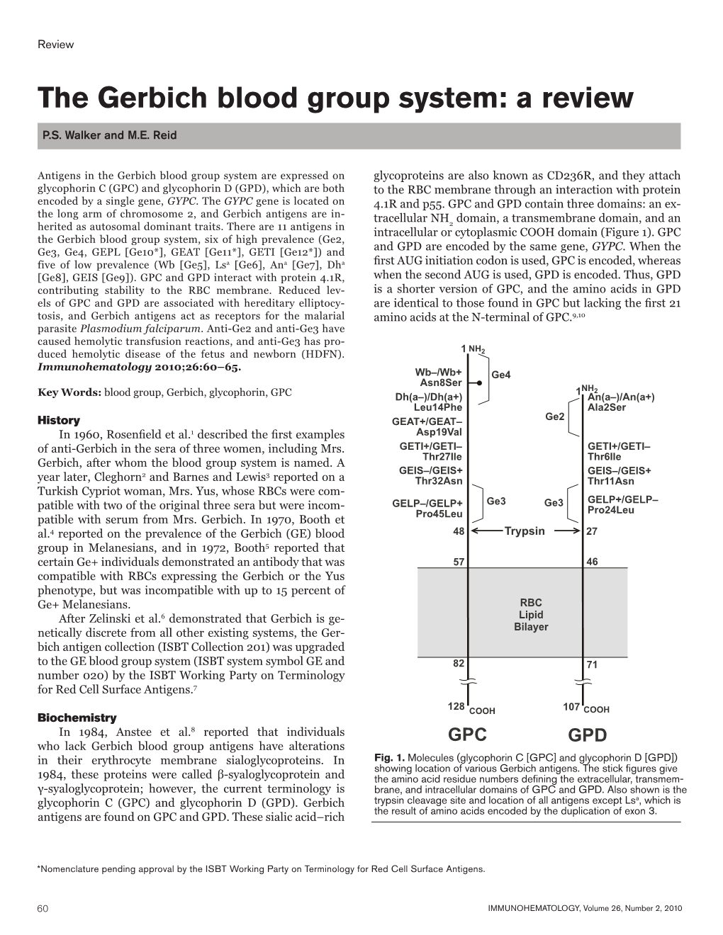 The Gerbich Blood Group System: a Review