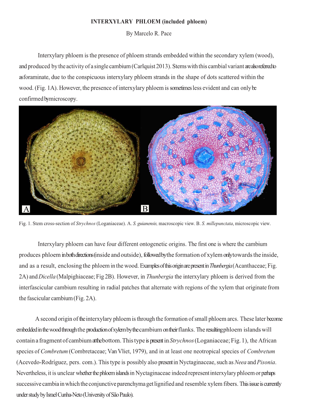 INTERXYLARY PHLOEM (Included Phloem) by Marcelo R