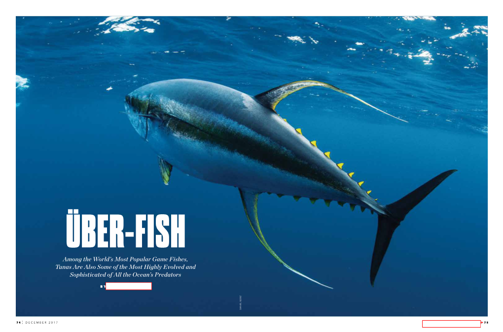 Among the World's Most Popular Game Fishes, Tunas Are Also