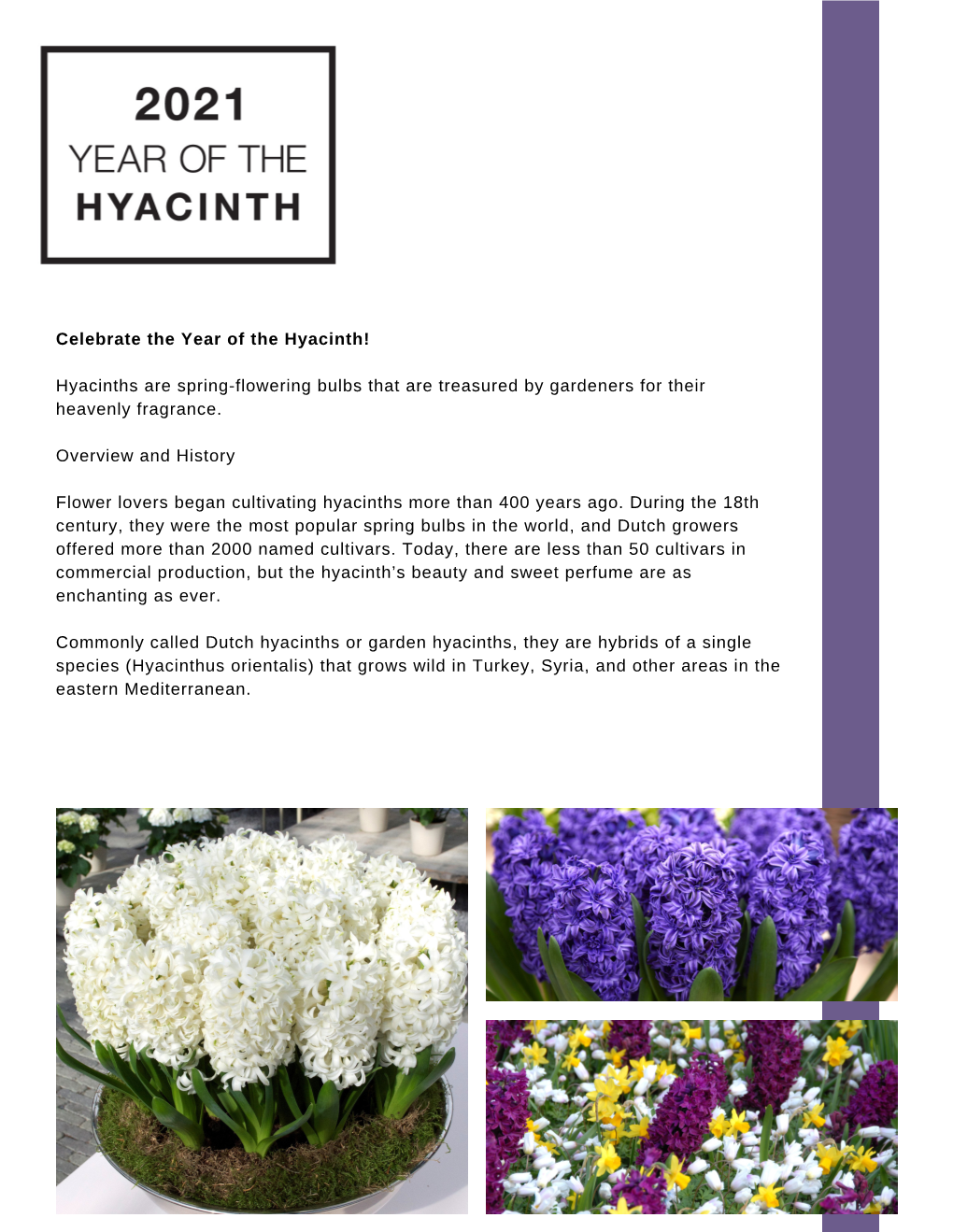 Year of the Hyacinth Flyer