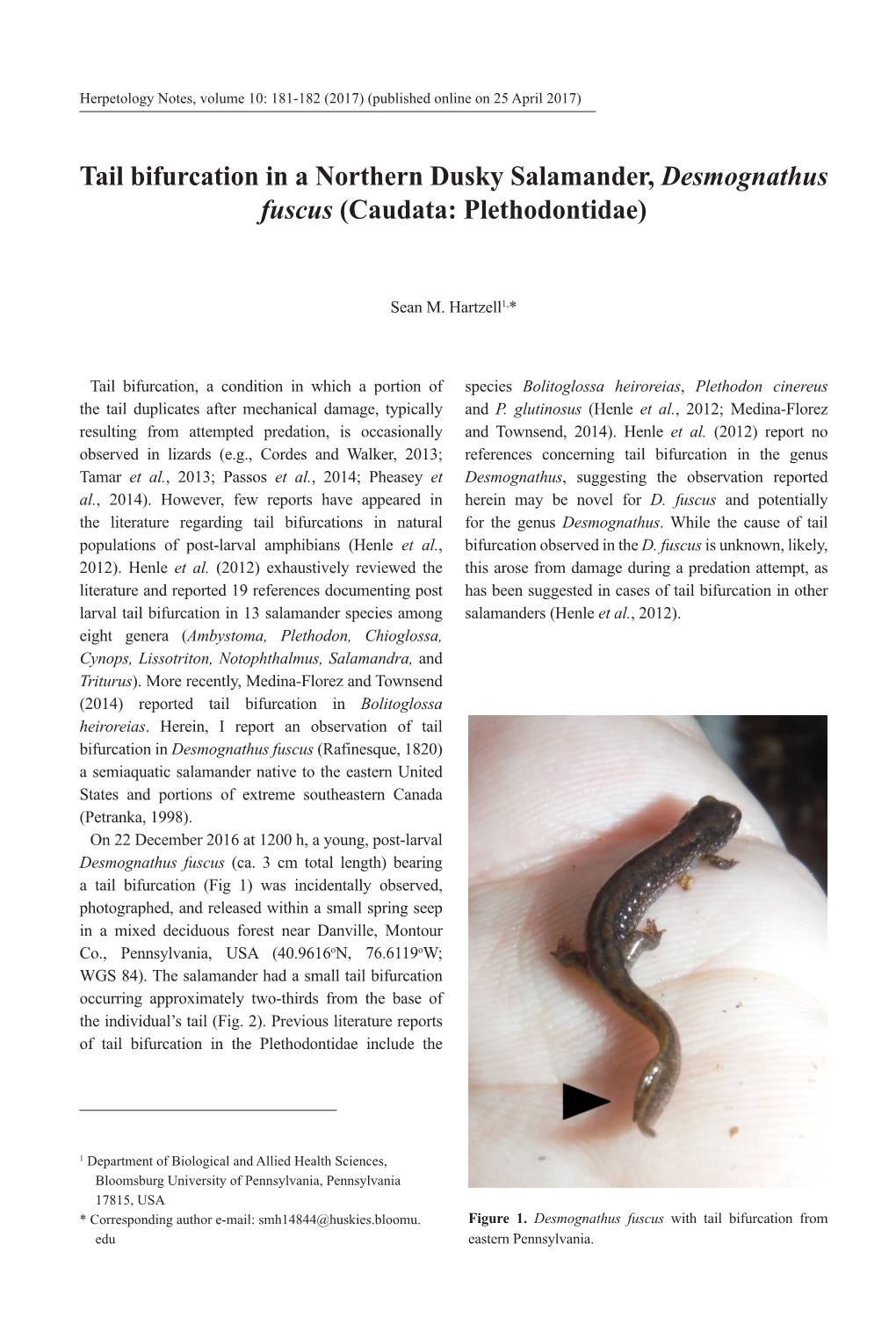 Tail Bifurcation in a Northern Dusky Salamander, Desmognathus Fuscus (Caudata: Plethodontidae)