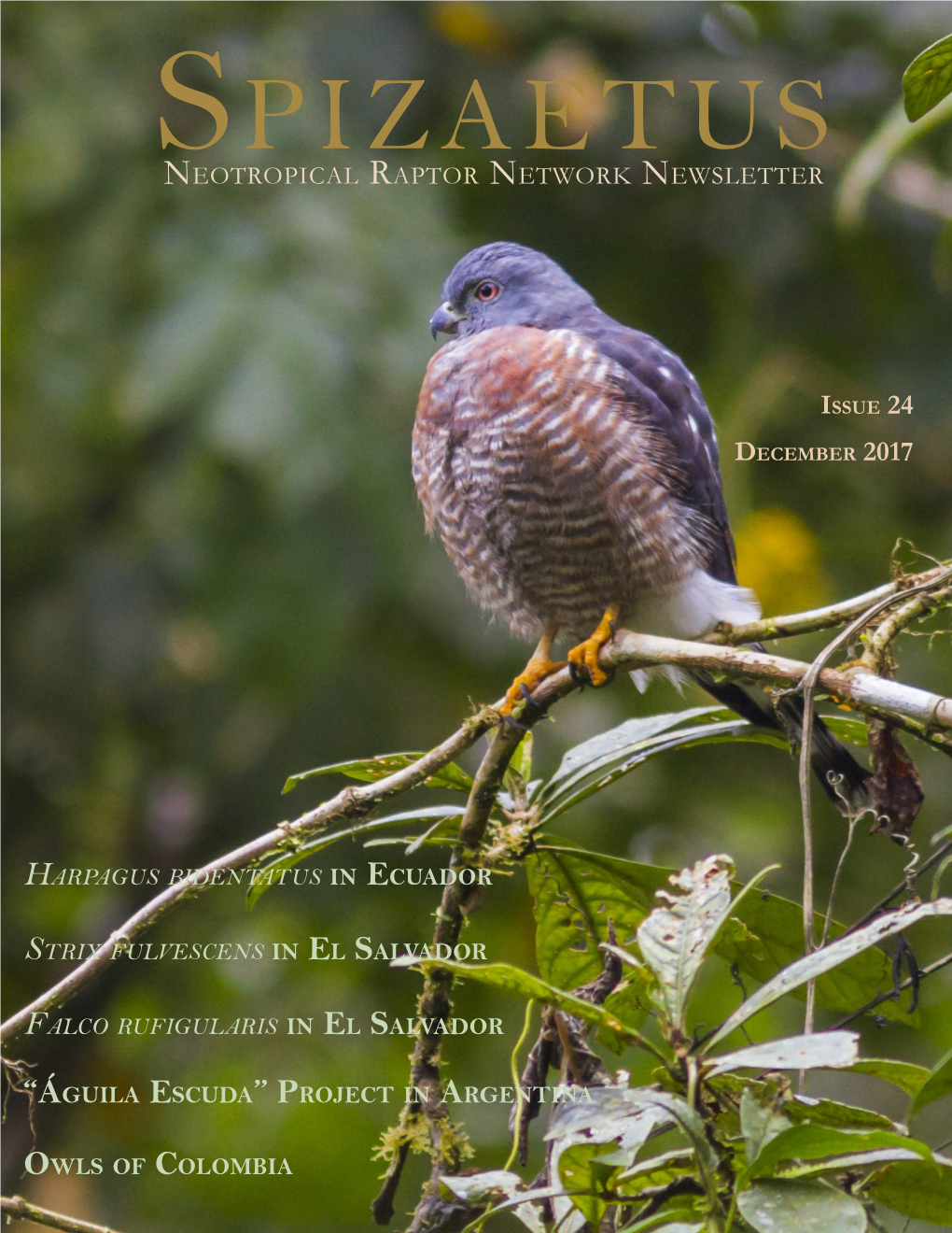 Spizaetus Neotropical Raptor Network Newsletter