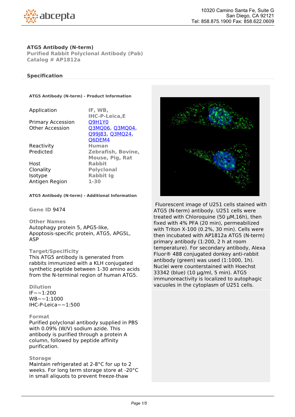 ATG5 Antibody (N-Term) Purified Rabbit Polyclonal Antibody (Pab) Catalog # Ap1812a