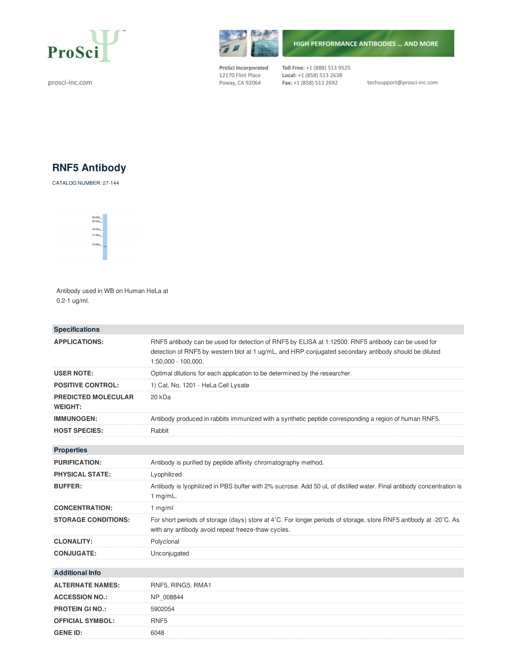 RNF5 Antibody