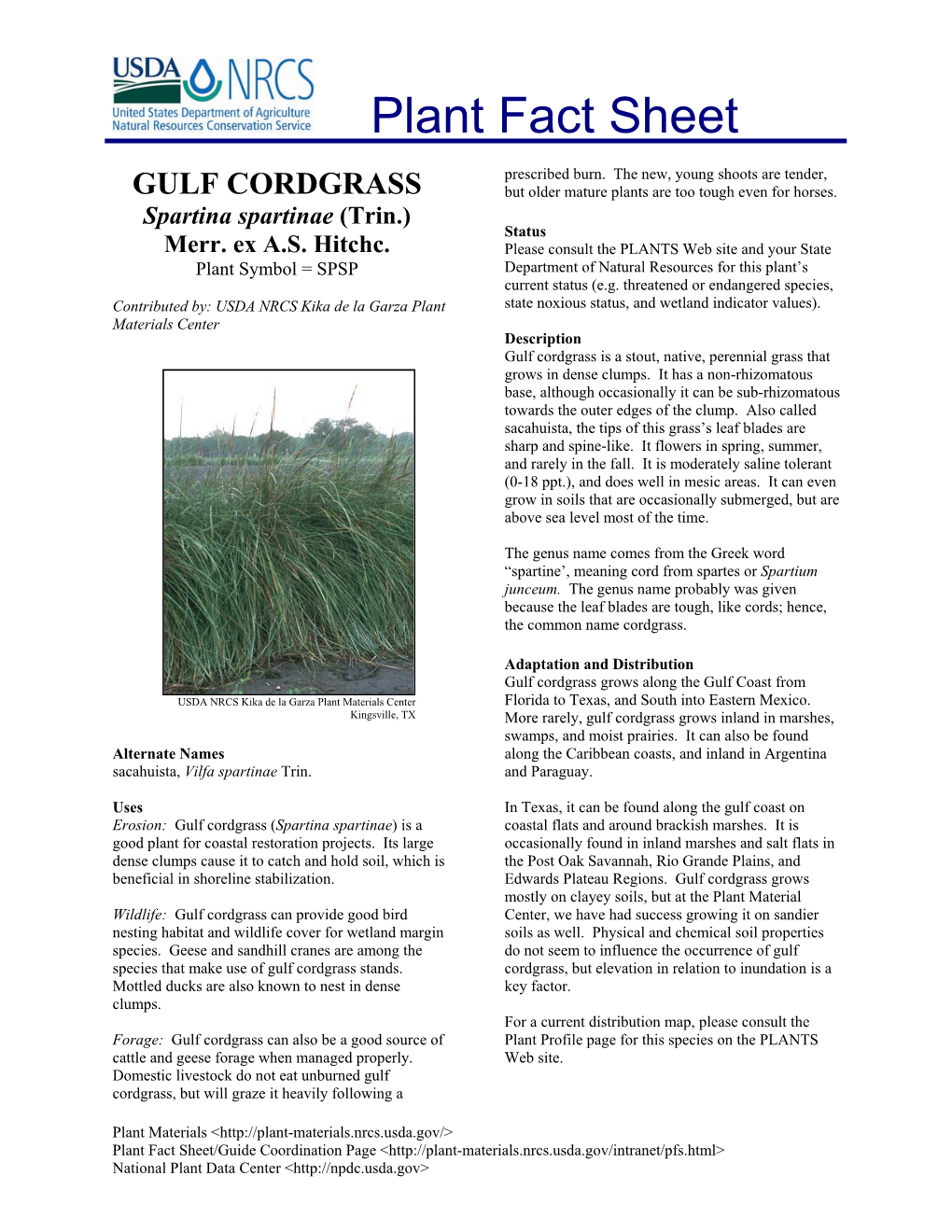 GULF CORDGRASS but Older Mature Plants Are Too Tough Even for Horses