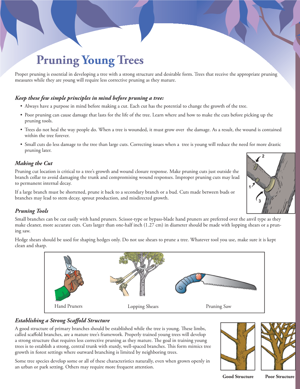 Pruning Young Trees Proper Pruning Is Essential in Developing a Tree with a Strong Structure and Desirable Form