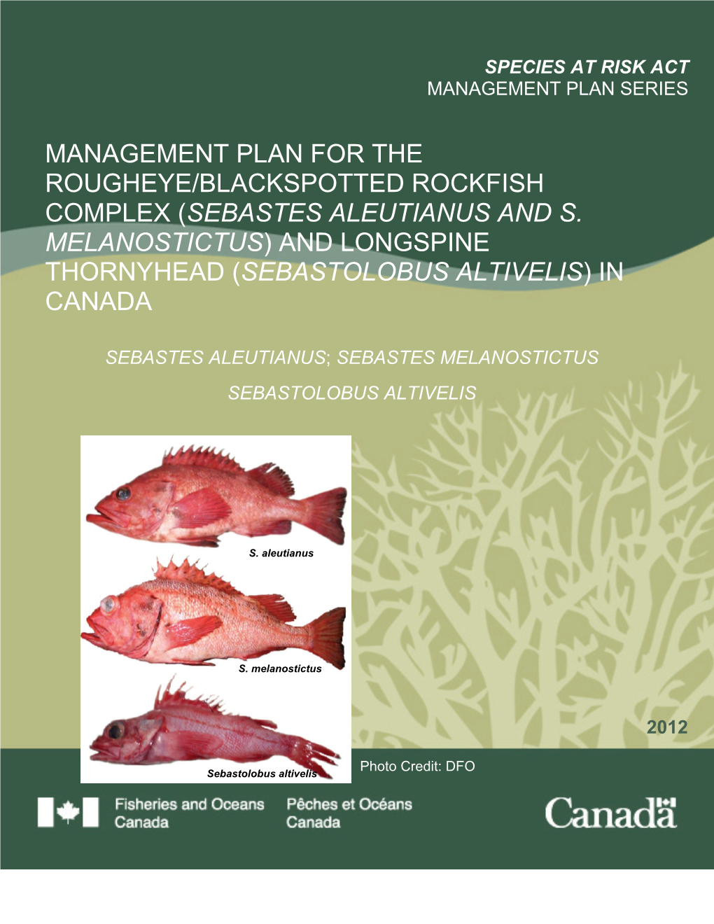 Management Plan for the Rougheye/Blackspotted Rockfish Complex (Sebastes Aleutianus and S