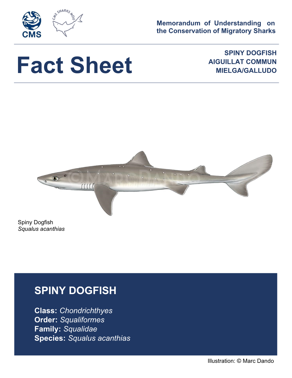 Spiny Dogfish.Pdf