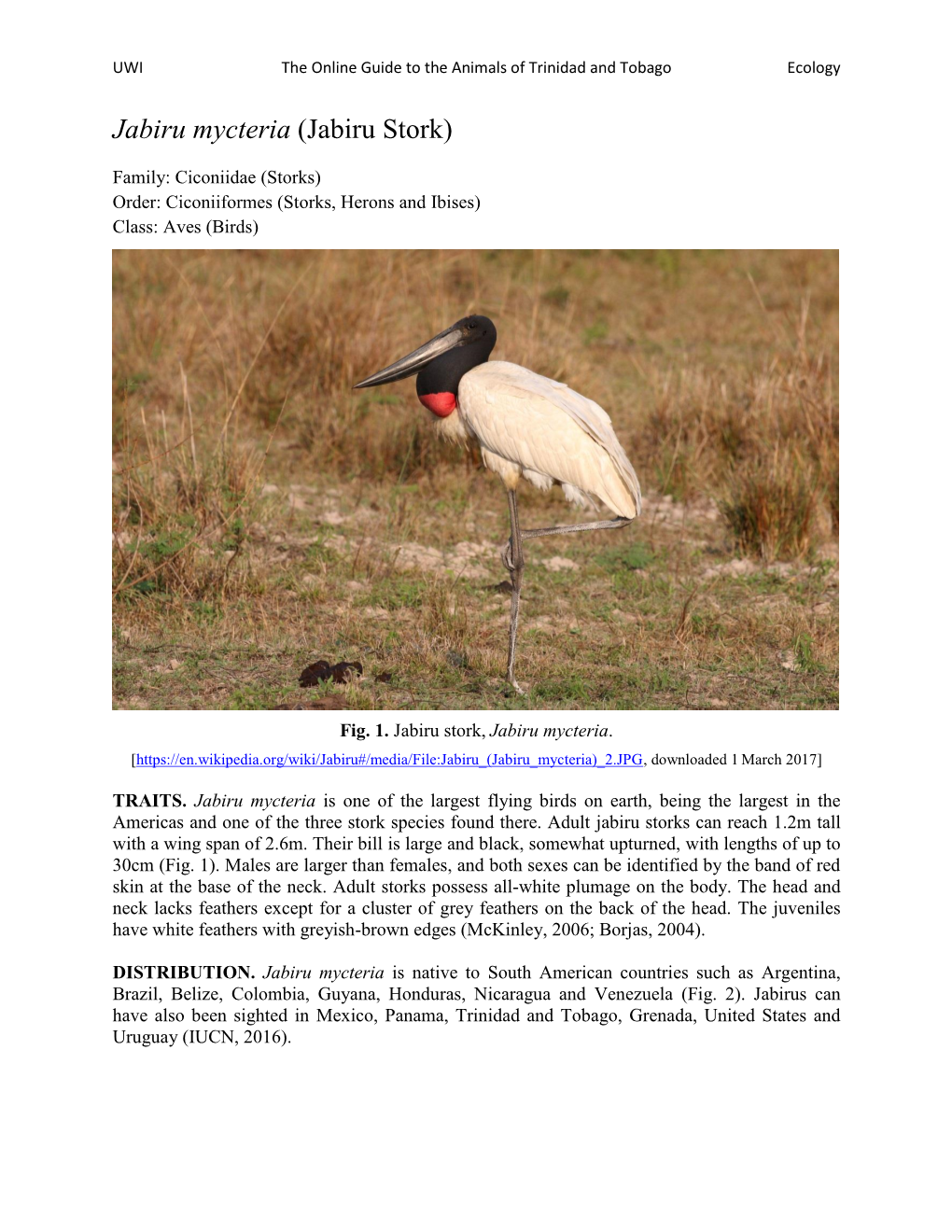 Jabiru Mycteria (Jabiru Stork)