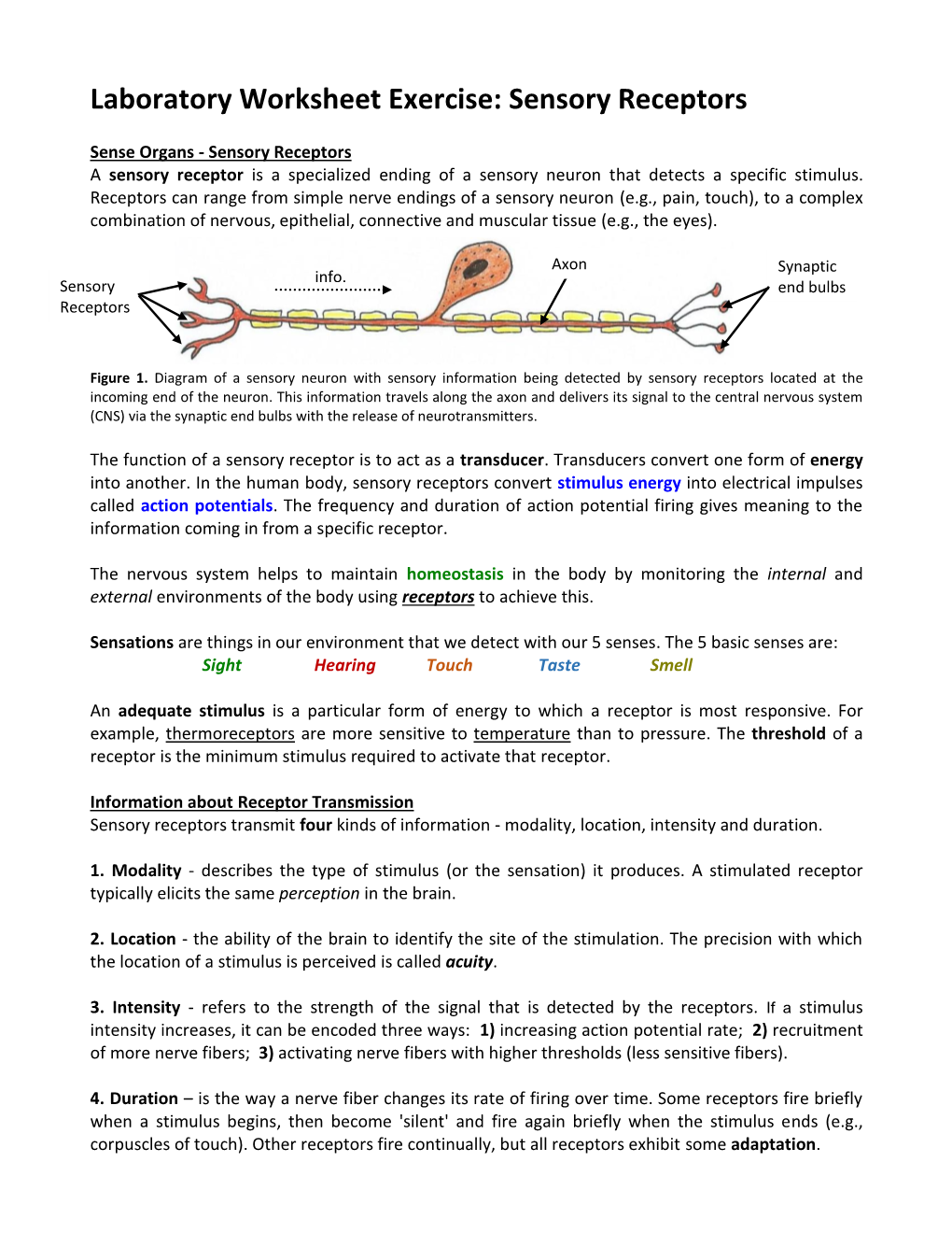 Sensory Receptors