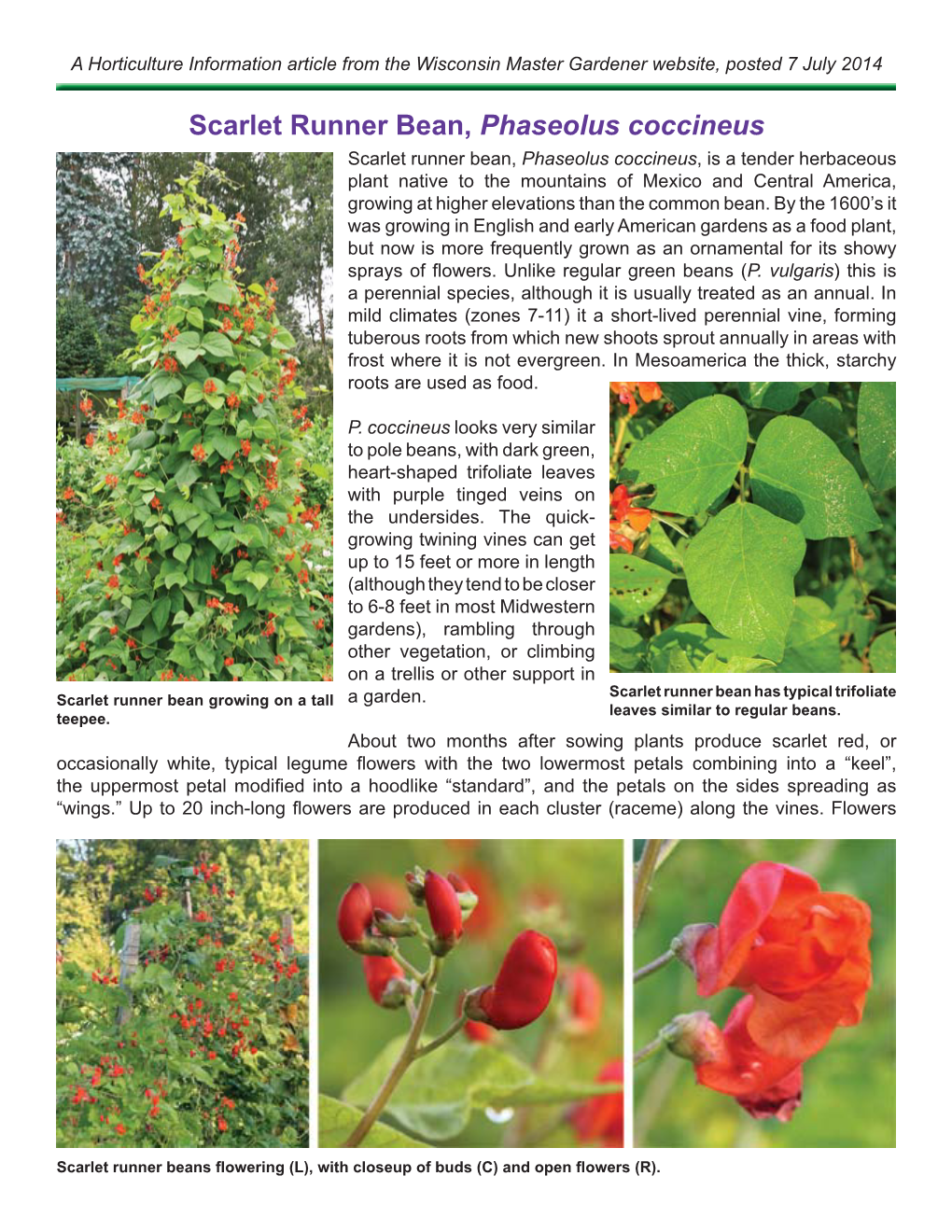 Scarlet Runner Bean, Phaseolus Coccineus