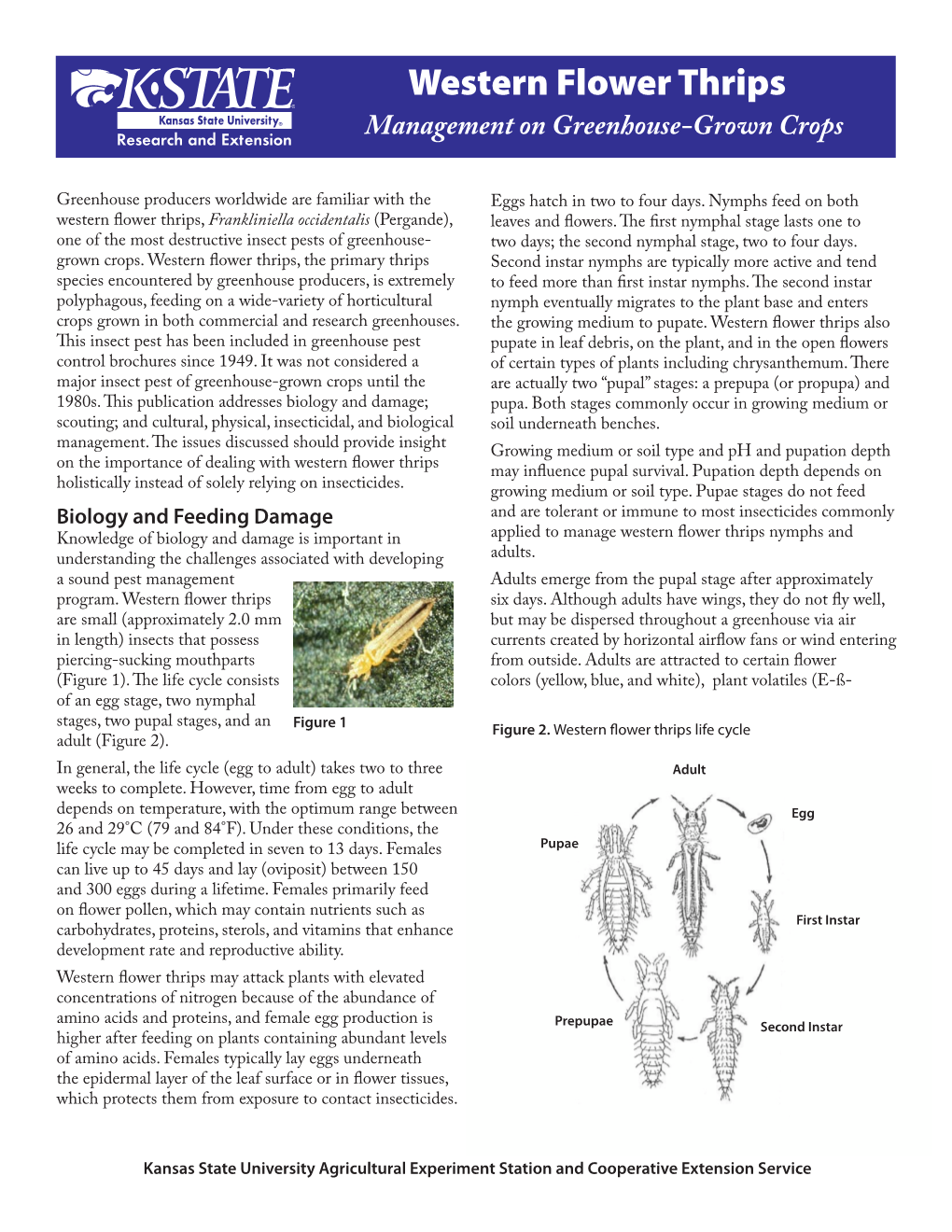 Western Flower Thrips Management on Greenhouse-Grown Crops